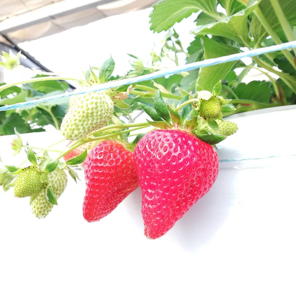 2023いちご狩り_のんほいいちご園とよはし