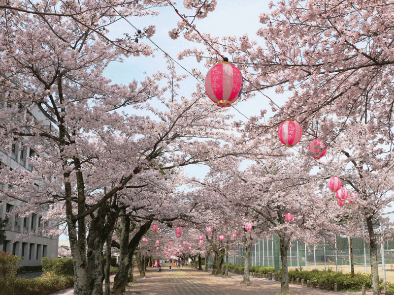 とよかわ桜まつり