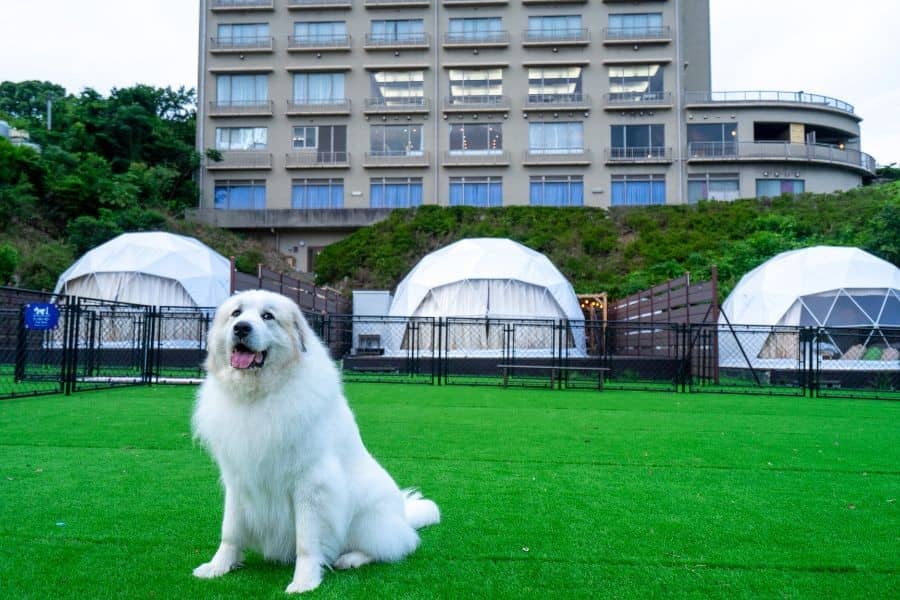 グランピング_海陽閣