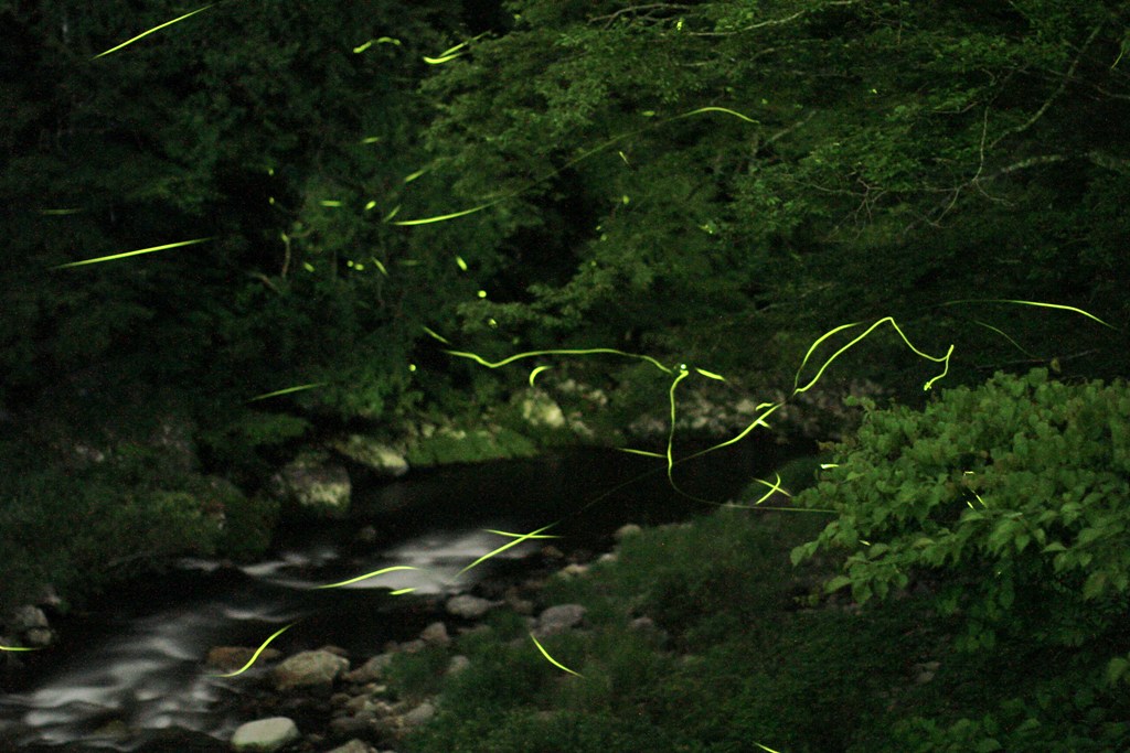 津具ホタルまつり