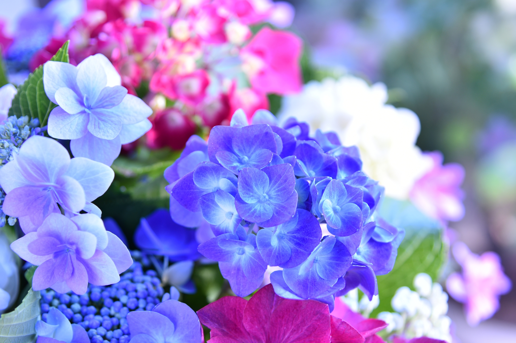 いろんな色のあじさい