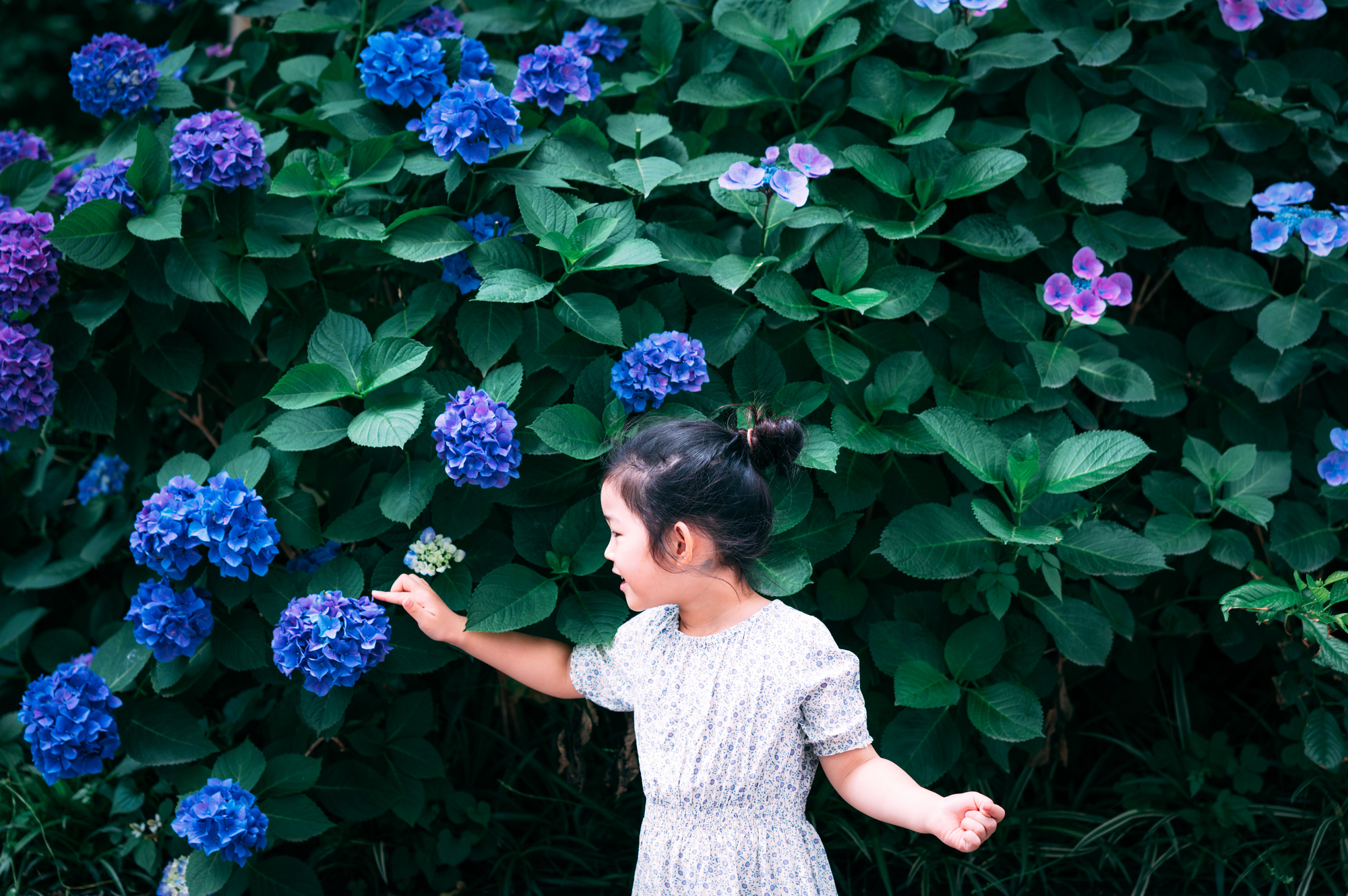 あじさいと女の子