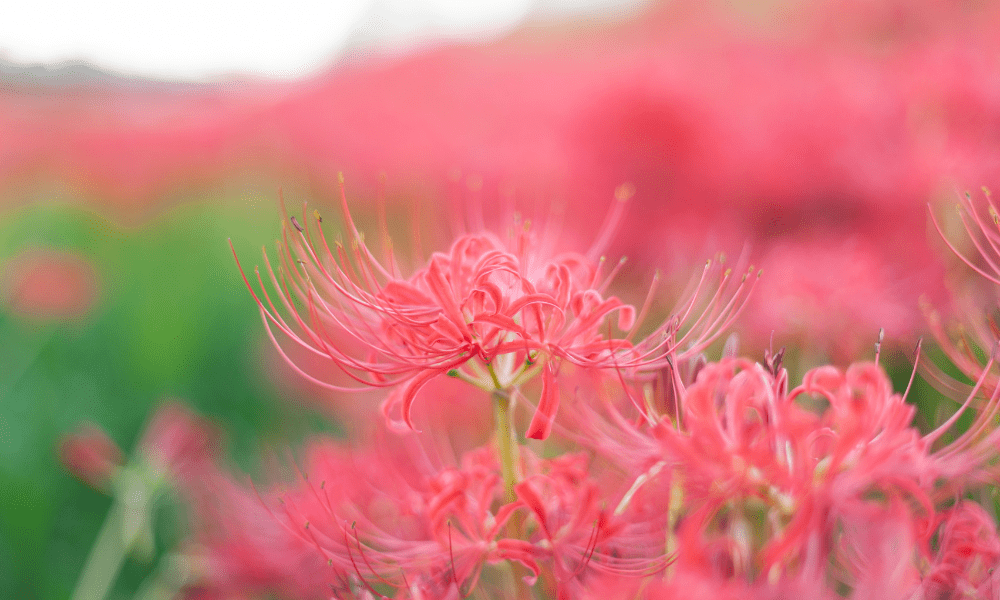 2023普門寺彼岸花