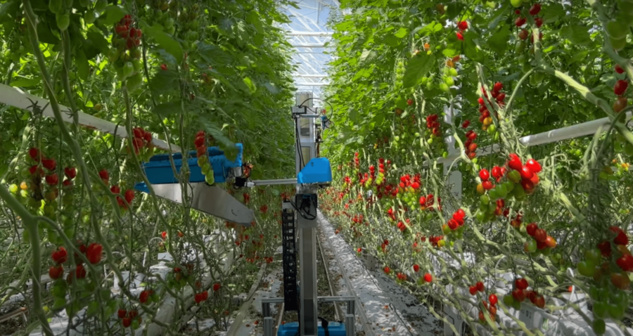 自動収穫の様子