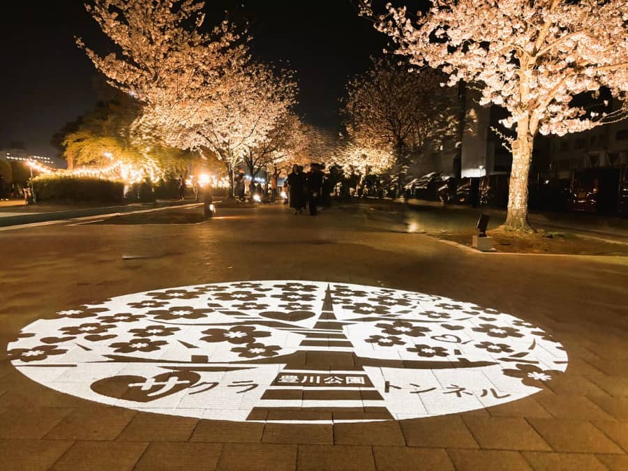 諏訪の桜トンネル_豊川市