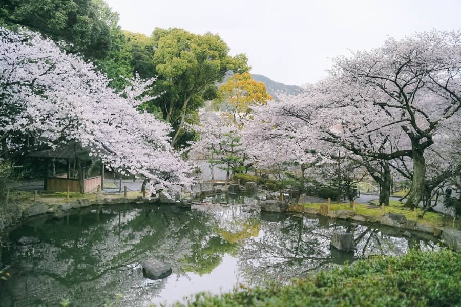 中央公園桜