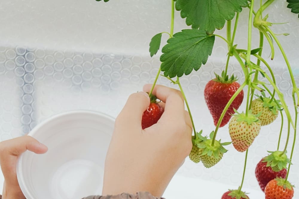 食農産業マッチング交流会イチゴ狩り