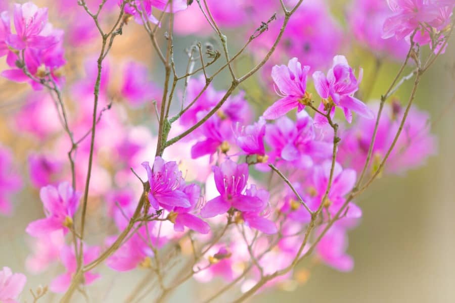 冨士神社・禅住禅寺