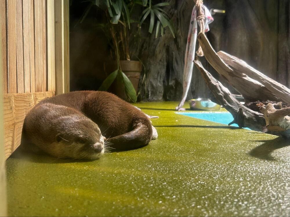 竹島水族館_カワウソ