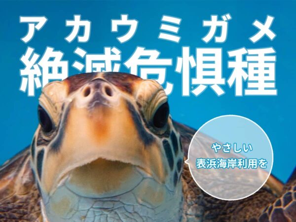 絶滅危惧種のアカウミガメ
