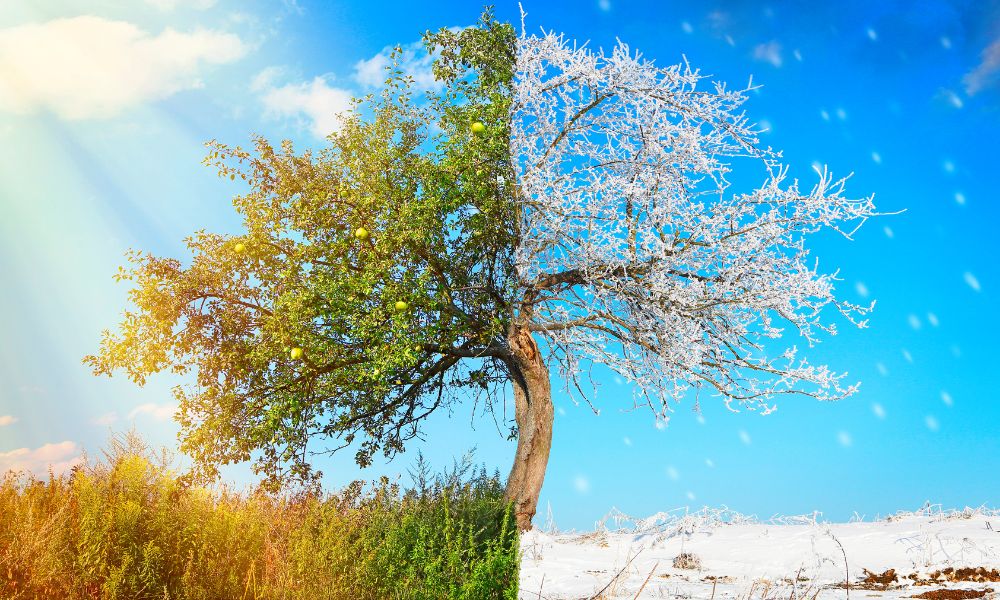 なぜボーナスは夏と冬なのか